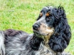colonial_cocker_spaniel_1_20221028_1001779683